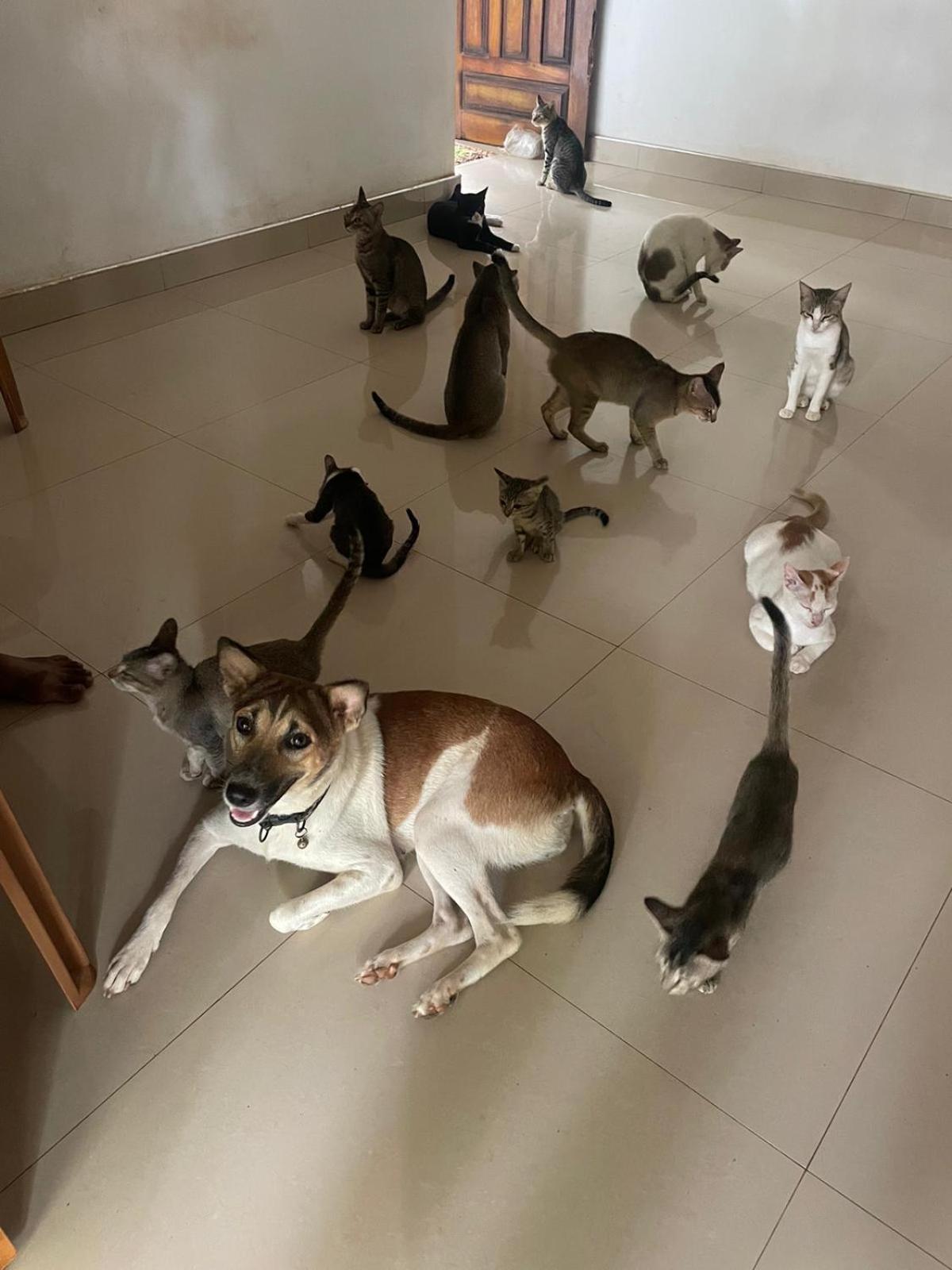 Alass Ga For Pets Lovers Тринкомали Экстерьер фото