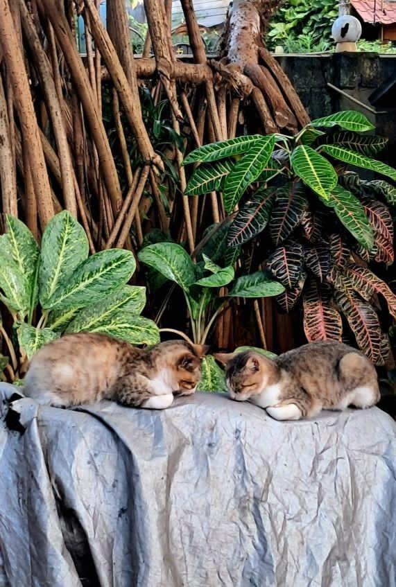 Alass Ga For Pets Lovers Тринкомали Экстерьер фото